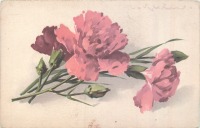 Ретро открытки - Розовая гвоздика