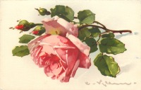 Ретро открытки - Роза с тремя бутонами