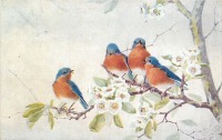 Ретро открытки - Четыре синих красногрудых птицы на цветущей ветке