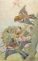 Ретро открытки - Зяблики в гнезде с тремя птенцами
