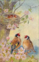 Ретро открытки - Красноголовые зяблики у гнезда на цветущем дереве