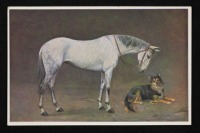 Ретро открытки - Ретро-поштівка.  Кінь і пес.