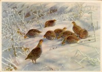 Ретро открытки - Куропатки на снегу