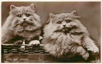 Ретро открытки - Персидские кошки. Мы только что прибыли