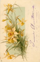 Ретро открытки - Жёлтые нарциссы и луговые травы