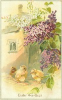 Ретро открытки - Три цыплёнка перед домом и ветка лиловой сирени