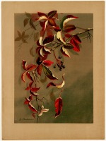 Ретро открытки - Ветка девичьего винограда с ягодами