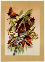 Ретро открытки - Фиалки, папоротник и бабочка