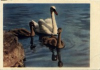 Ретро открытки - Семейство лебедей