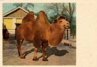 Ретро открытки - Верблюд двугорбый