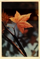 Ретро открытки - Осенний лист