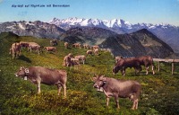 Ретро открытки - Альпийская идиллия на Риги-Кульме