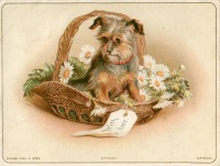 Ретро открытки - Подарок с любовью. Собака в цветочной корзине