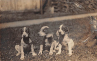 Ретро открытки - Три щенка на лужайке