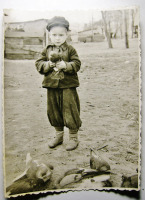 Ретро открытки - Голубятник.1950
