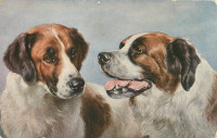 Ретро открытки - Собаки в парах, Сенбернар