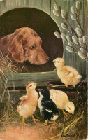 Ретро открытки - Отто Шурер. Золотистый ретривер и цыплята. Золотистый ретривер. Собачья будка