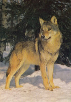 Ретро открытки - Волк