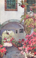 Ретро открытки - Цветы и сады Мадейры. Азалии в португальском саду