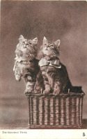 Ретро открытки - Небесные близнецы. Два котёнка