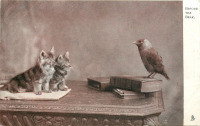 Ретро открытки - Перед Клювом. Два котёнка и галка