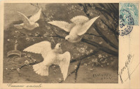 Ретро открытки - Дружба. Голуби и цветущее дерево
