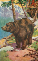 Ретро открытки - Б. Батлер. Бурый медведь. Гризли