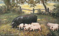 Ретро открытки - Свиньи в клевере