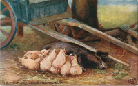 Ретро открытки - Свинья с поросятами. Первый ресторан быстрого питания