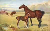 Ретро открытки - Нора Драммонд. Охотничья лошадь и жеребёнок на пастбище