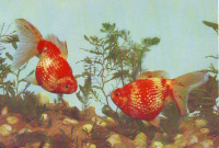 Ретро открытки - Золотые рыбки,,Жемчужины,,