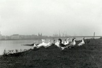 Литва - Раннее утро над Неманом (Мемелем). Вид на мост Королевы Луизы с восточной стороны. 1990 г.