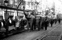 Будапешт - Будапешт.  Слони із цирку  проходять містом.