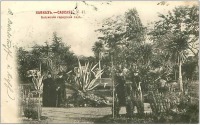 Грузия - Батумский городской сад в 1912 году