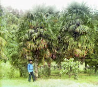 Грузия - Аллея пальм в Чакви, Грузия
