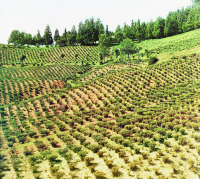 Грузия - Чайная плантация в Чакви
