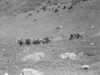 Киргизия - Алайские киргизы с вьючными животными, 1906