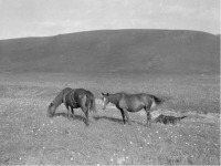 Киргизия - Цветущая Алайская долина и киргизские лошади, 1906-1908