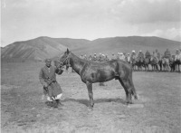 Киргизия - Алайская долина. Скаковая киргизская лошадь, 1906-1908