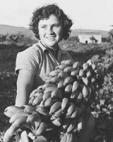 Израиль - Урожай бананов в кибуце Гиносар