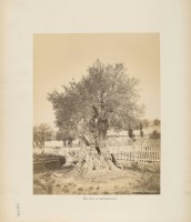 Израиль - Древняя олива в Гефсиманском саду, 1870-1885