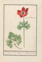 Пресса - Альбом акварелей Цветы Ансельма де Будта