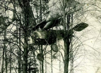 Авиация - Вынужденная посадка на лес