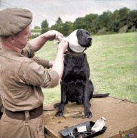 Войны (боевые действия) - Сержант британского армейского ветеринарного корпуса накладывает повязку раненому лабрадору.