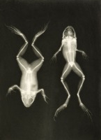 Фототехника - Снимок лягушки в рентгеновских лучах.