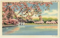 Вашингтон - Время цветения сакуры  в Вашингтоне