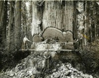 Штат Калифорния - Калифорнийские лесорубы