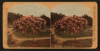 Штат Калифорния - Пасадена. Розовое дерево, 1895