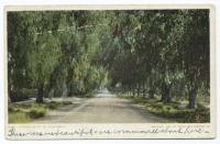 Штат Калифорния - Риверсайд. Перечная аллея, 1902