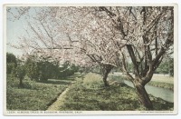 Штат Калифорния - Риверсайд. Цветущий миндаль, 1898-1931
